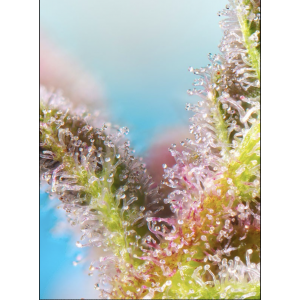 Purple Punch OG XL Auto. Photo 2